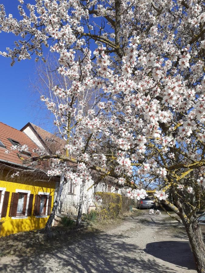 Vila Eva Vendeghaz Tata Exteriér fotografie